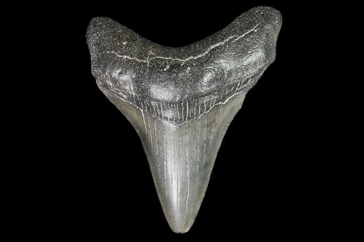 Juvenile Megalodon Tooth - Georgia #101367